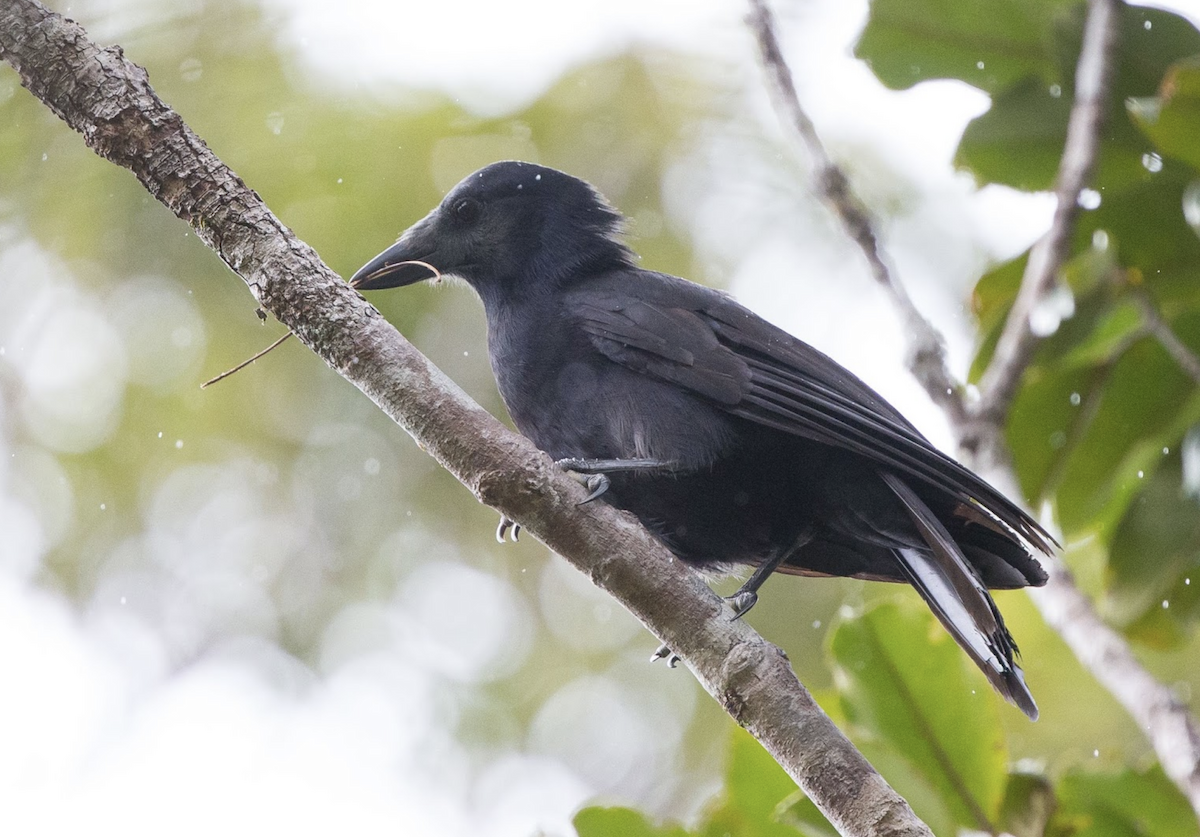 New Caledonian Crow - ML221978401