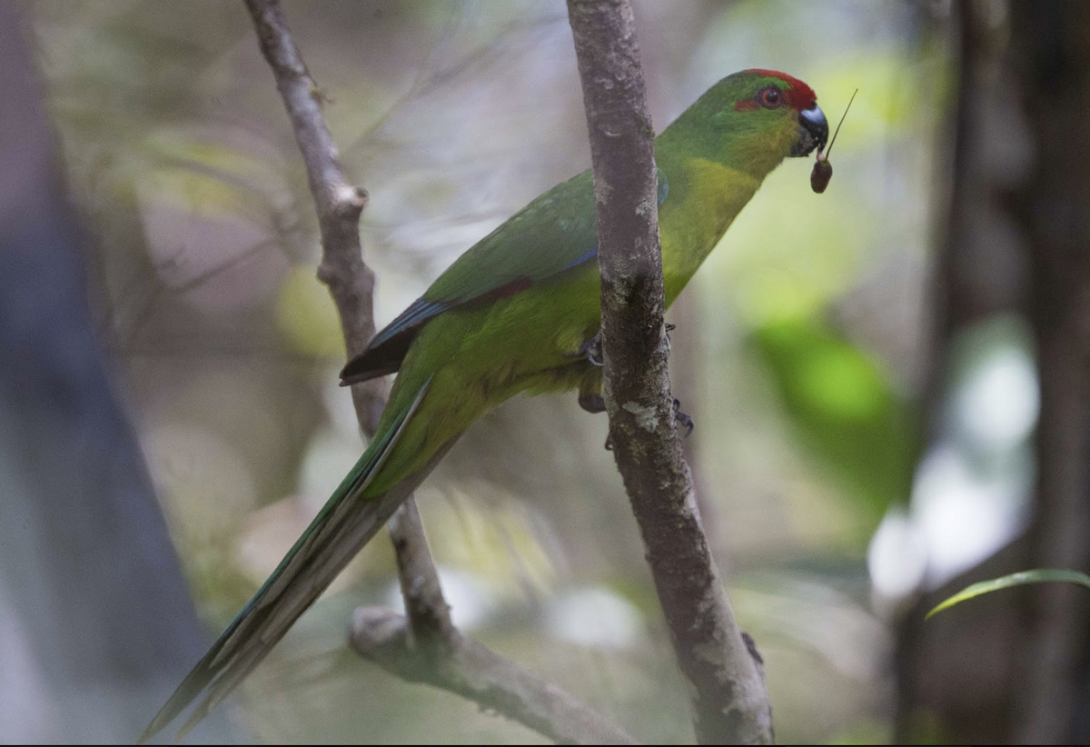 New Caledonian Parakeet - Simon Colenutt