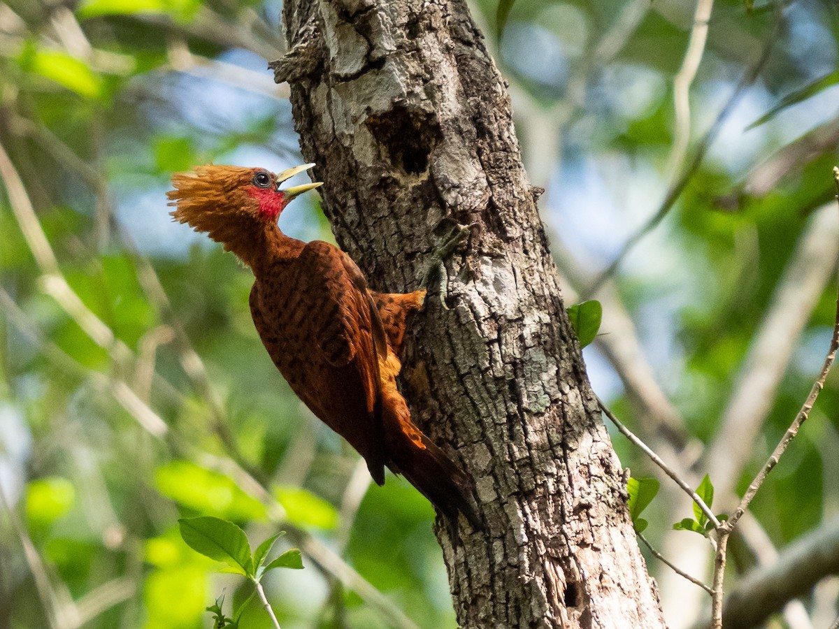 Chestnut-colored Woodpecker - Chris Fischer