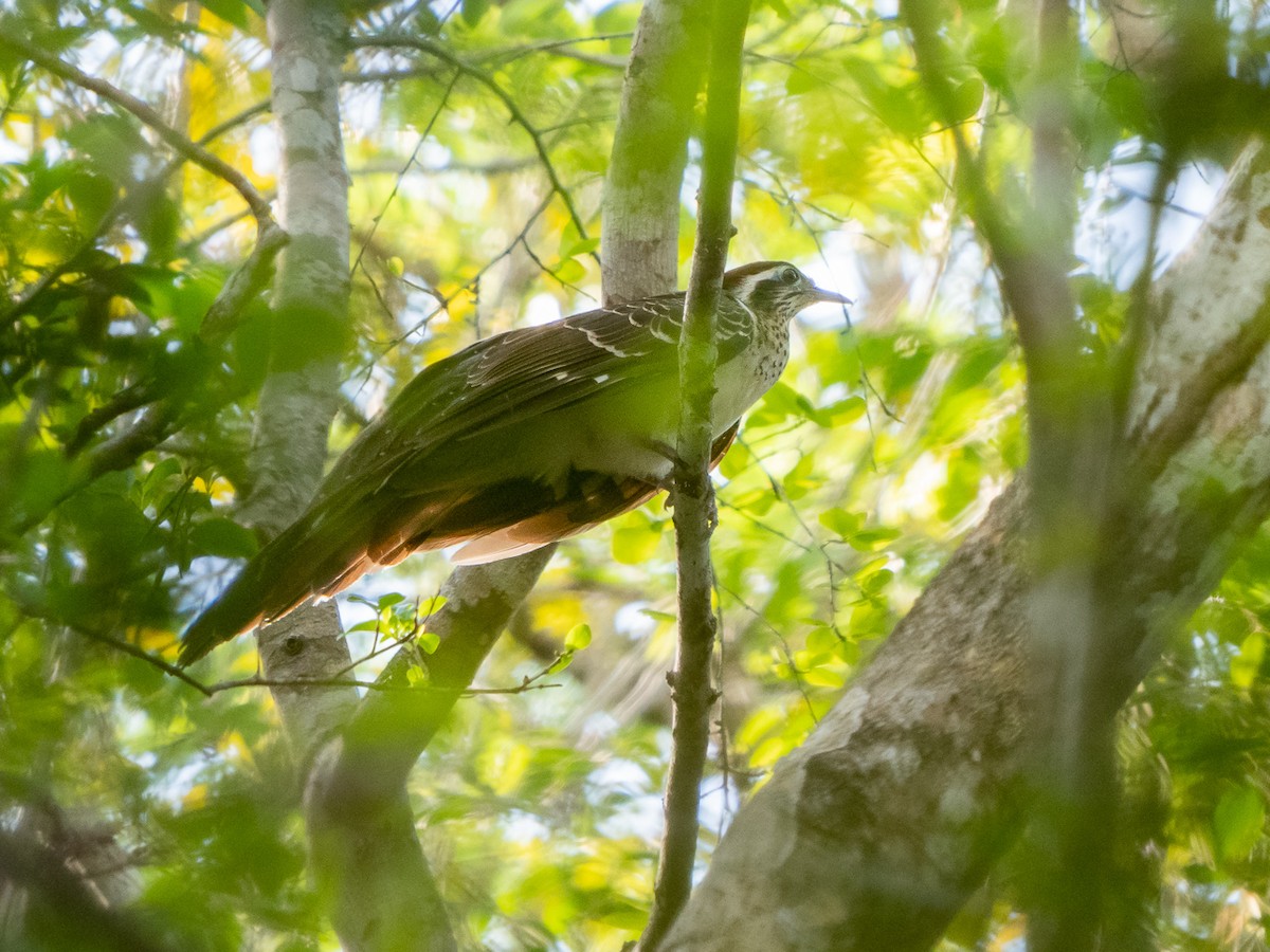 Pheasant Cuckoo - Chris Fischer