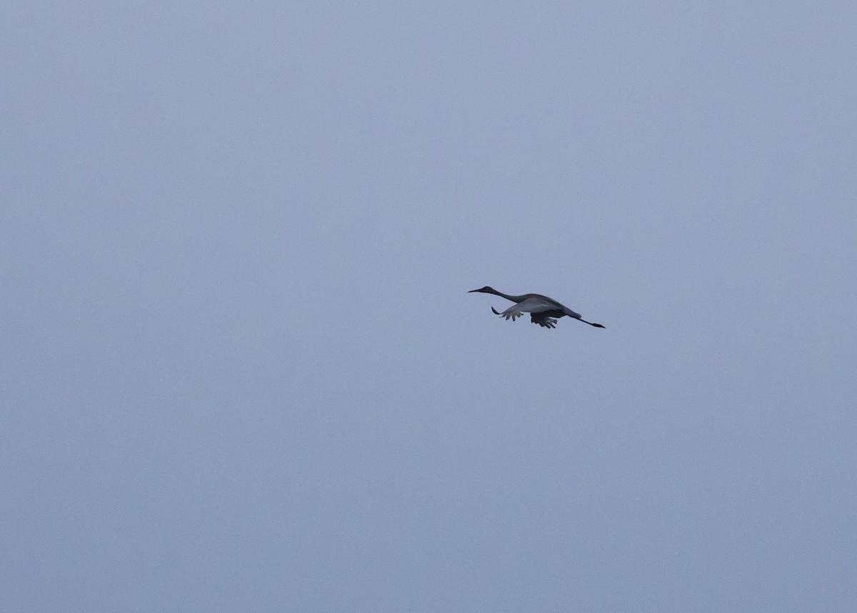 eBird Checklist 9 Apr 2020 Bolton Flats WMABolton 31 species (+2 other taxa)