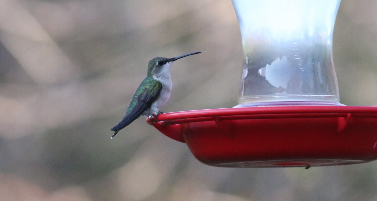 Ruby-throated Hummingbird - ML221985201