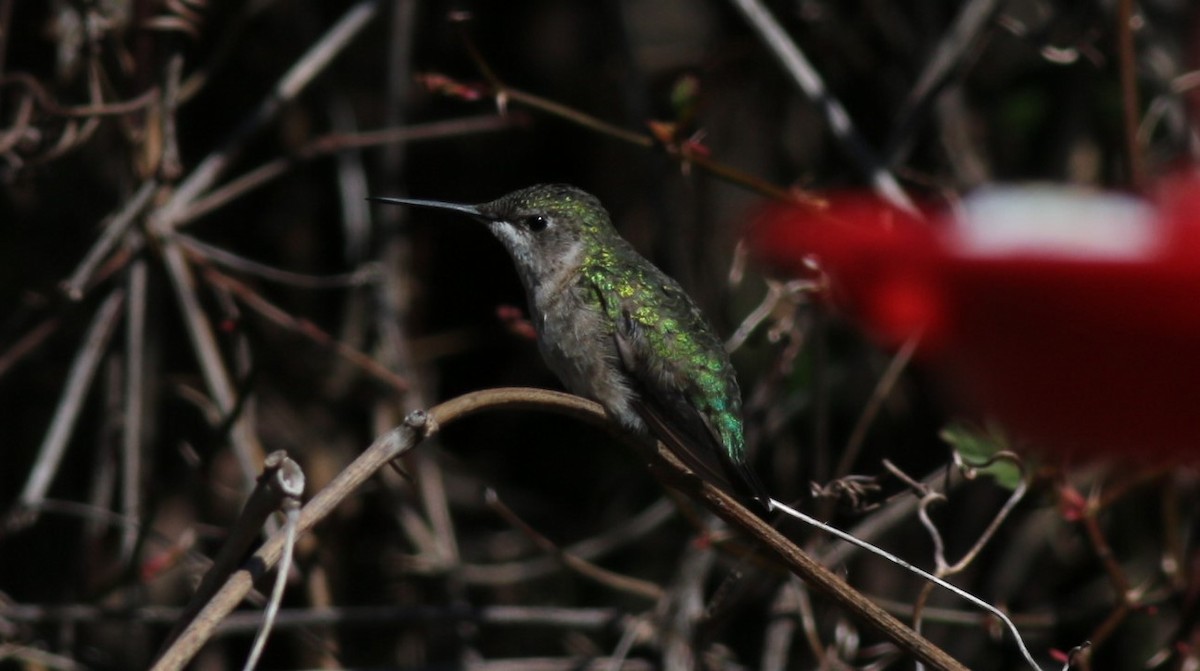 Ruby-throated Hummingbird - ML221985211