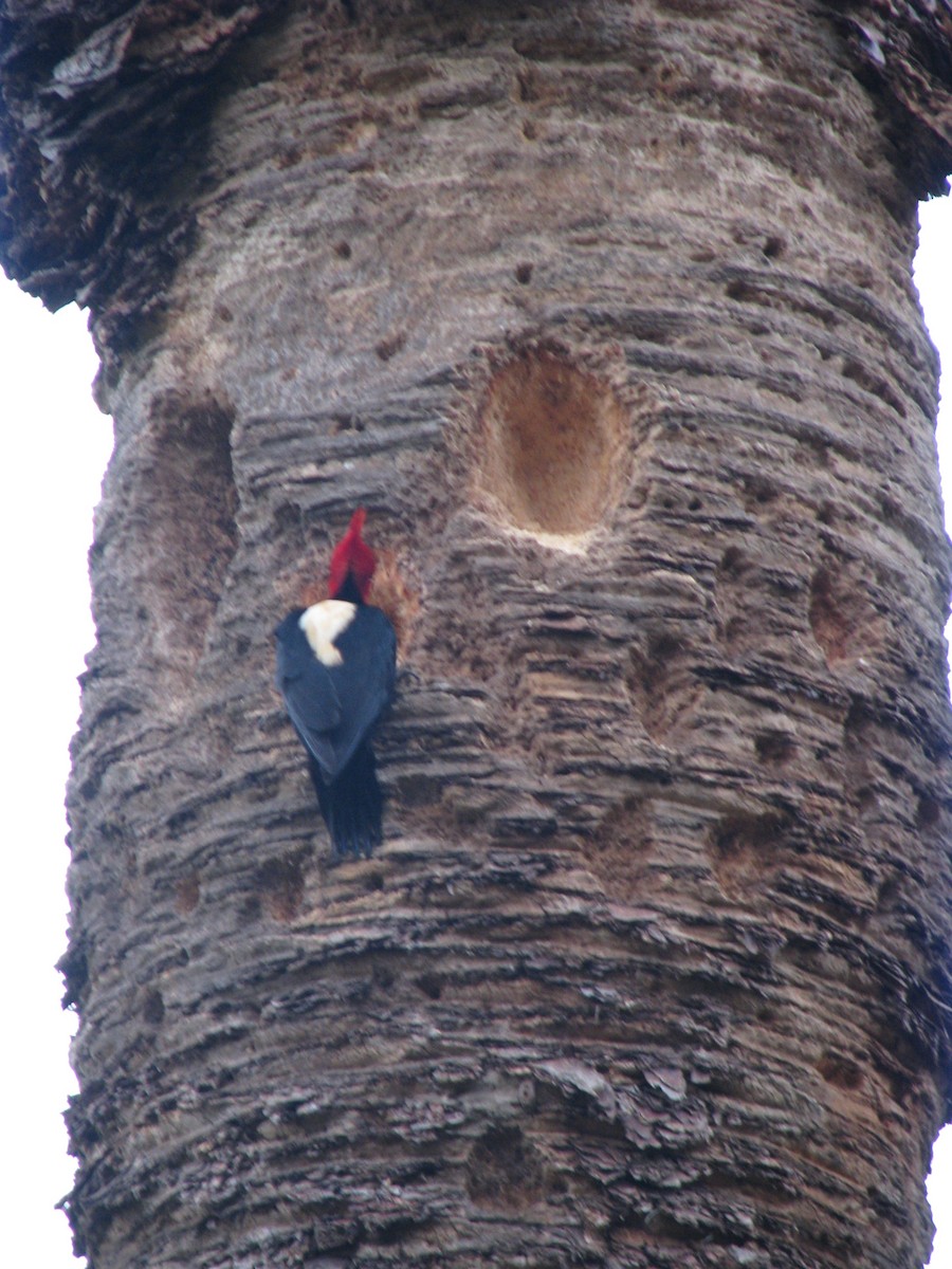 Cream-backed Woodpecker - Hernán Pastore