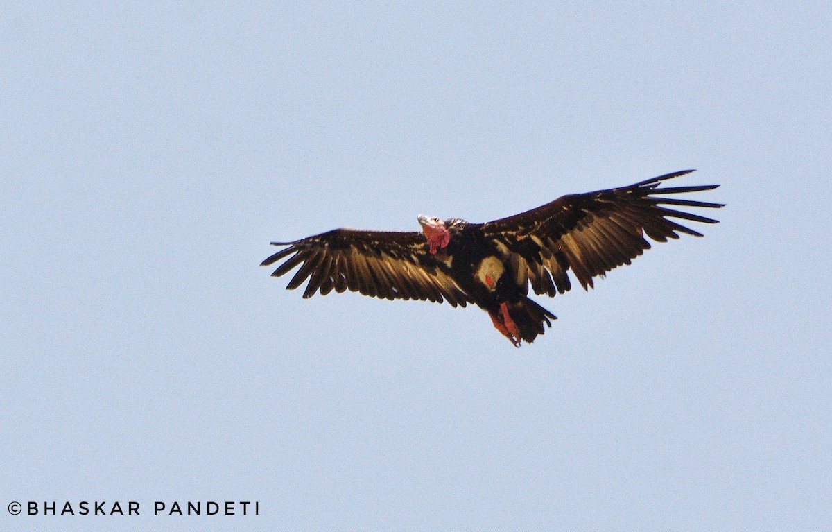 Red-headed Vulture - ML221993221