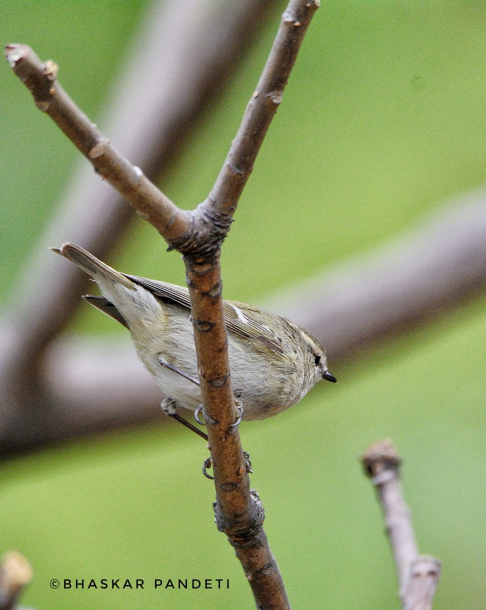 Hume's Warbler - ML221993751