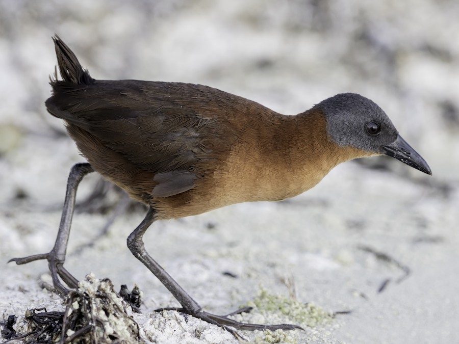 Ruddy Crake - eBird