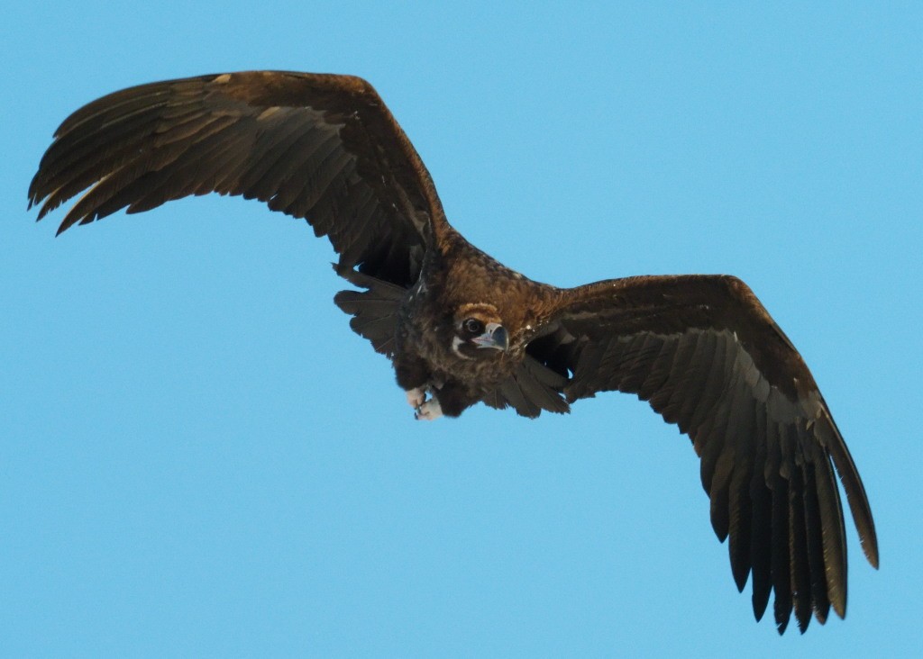 Cinereous Vulture - ML222000551
