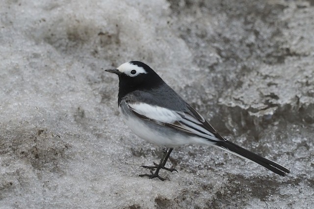 White Wagtail (Masked)