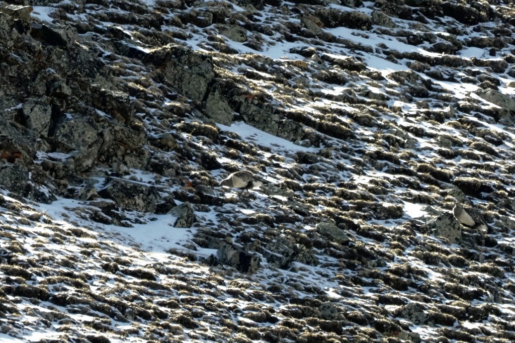 תרנגול שלג אלטאי - ML222002861
