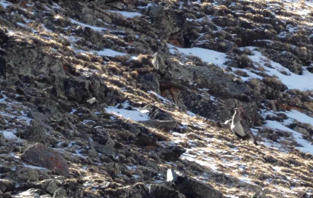 Altai Snowcock - ML222002871