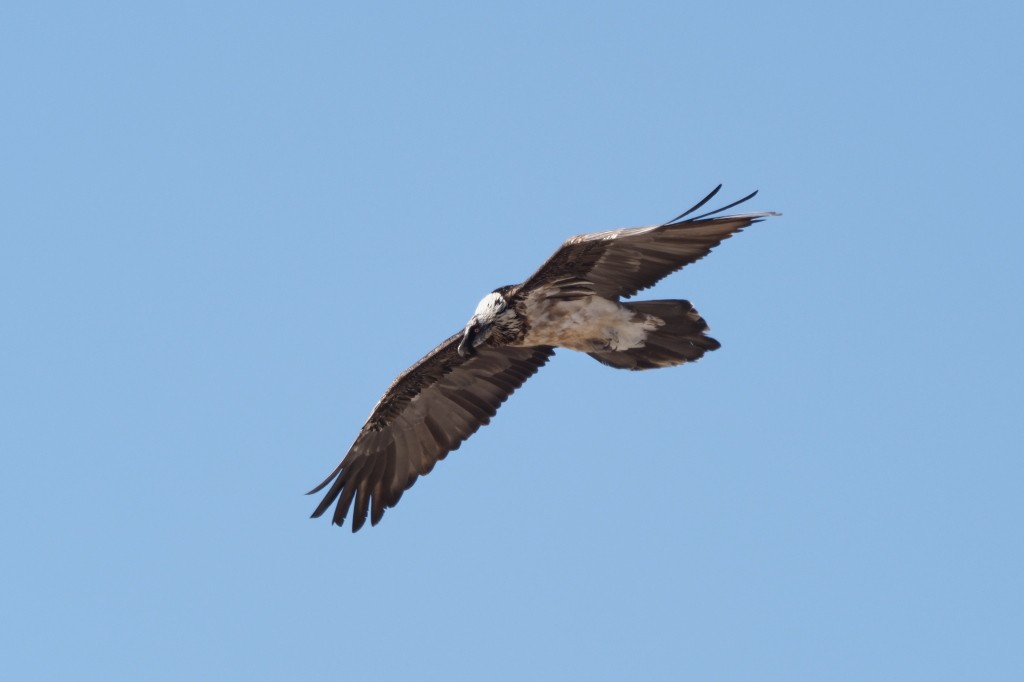 Bearded Vulture - ML222002971