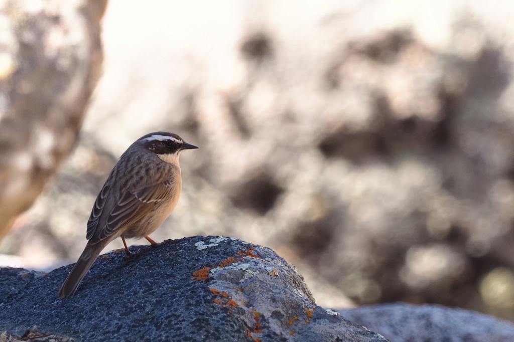 Brown Accentor - ML222003091