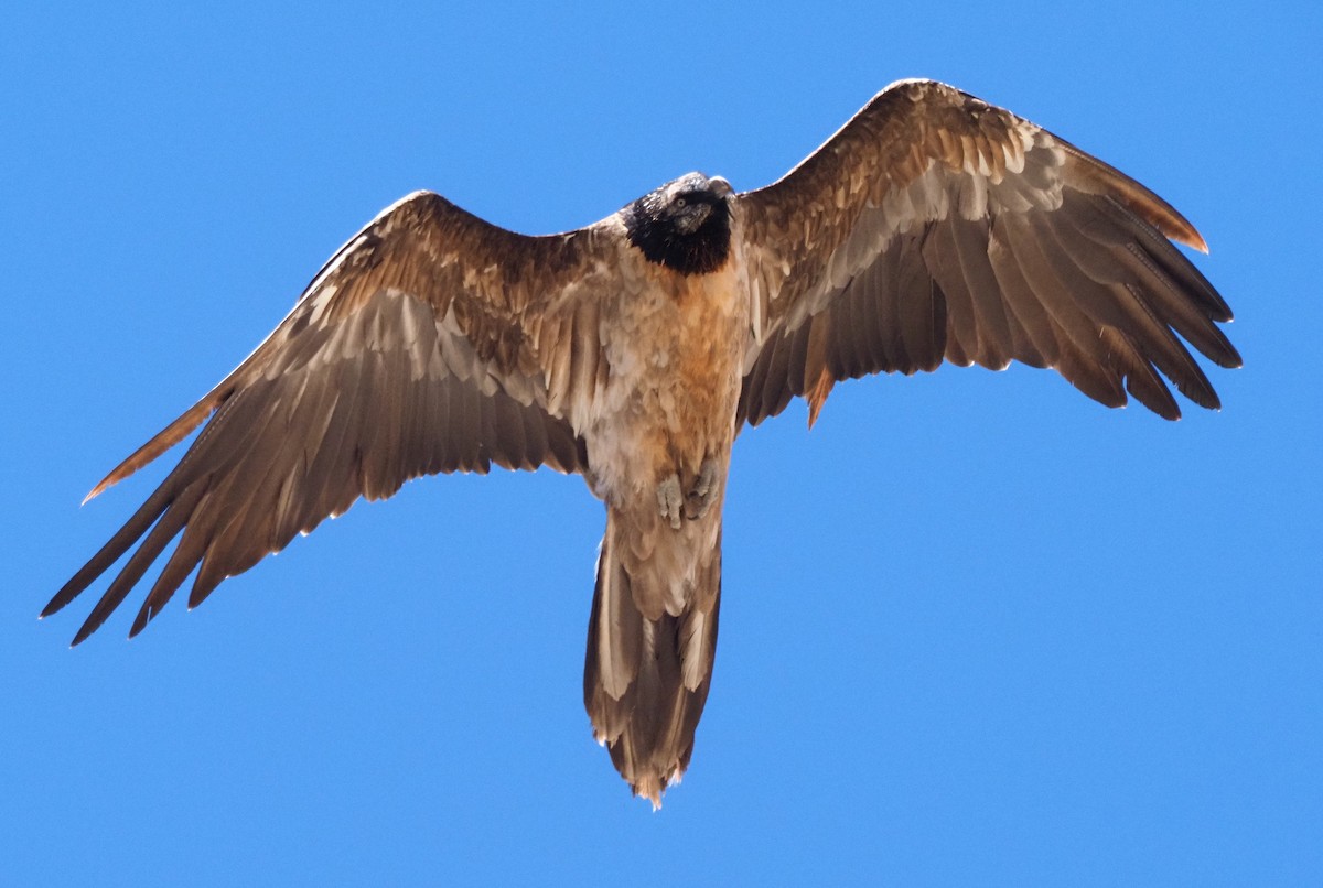 Bearded Vulture - ML222003471