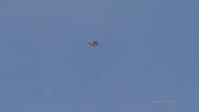 Red-tailed Hawk - ML222003781