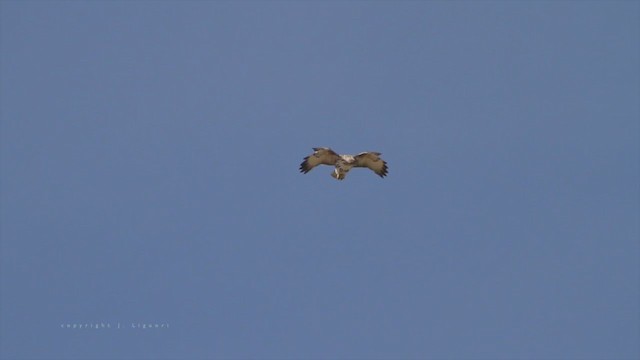 Red-tailed Hawk - ML222003861