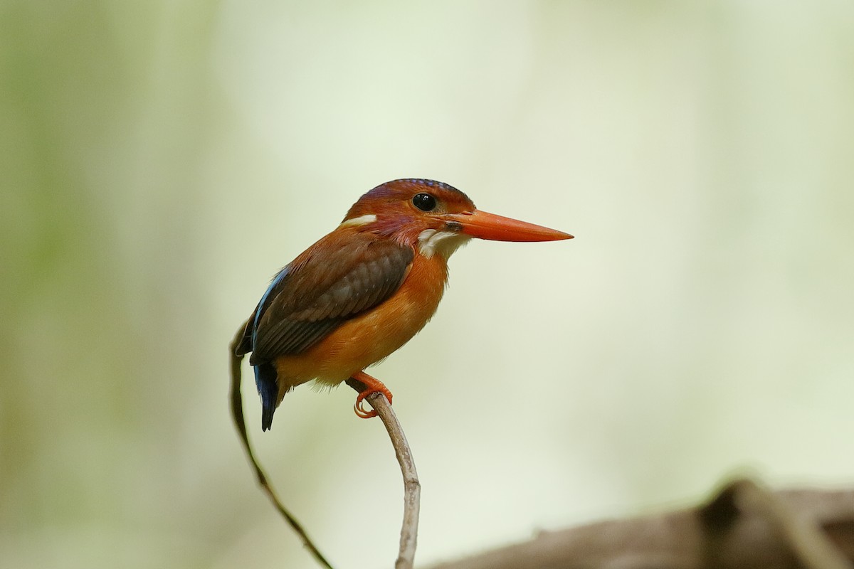 Sulawesi Dwarf-Kingfisher - Holger Teichmann