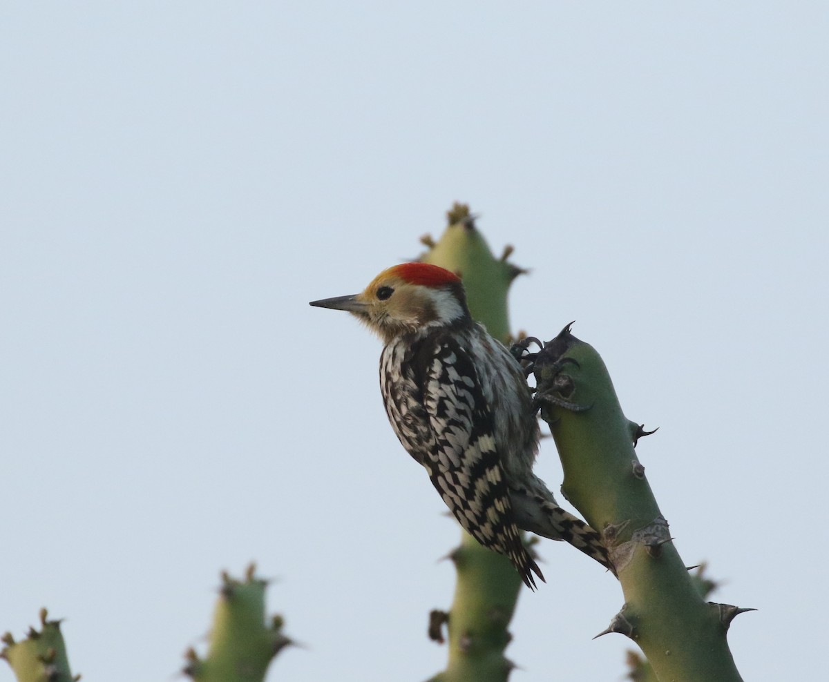 Yellow-crowned Woodpecker - Nayana Amin