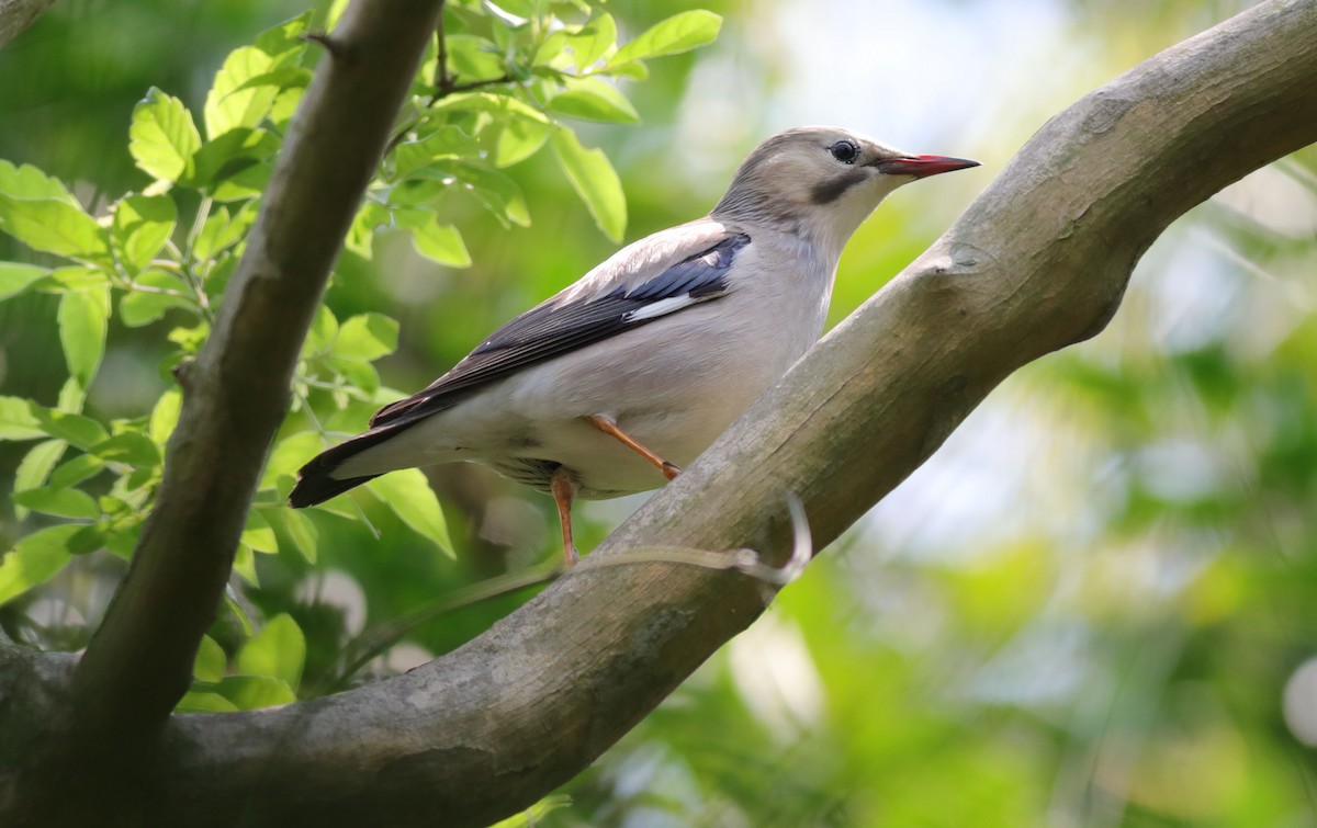 Red-billed Starling - Edward Yip