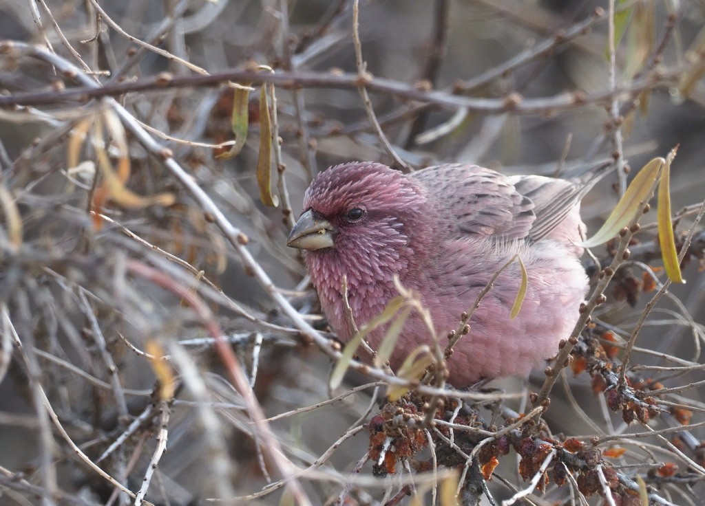 Red-mantled Rosefinch - Silas Olofson