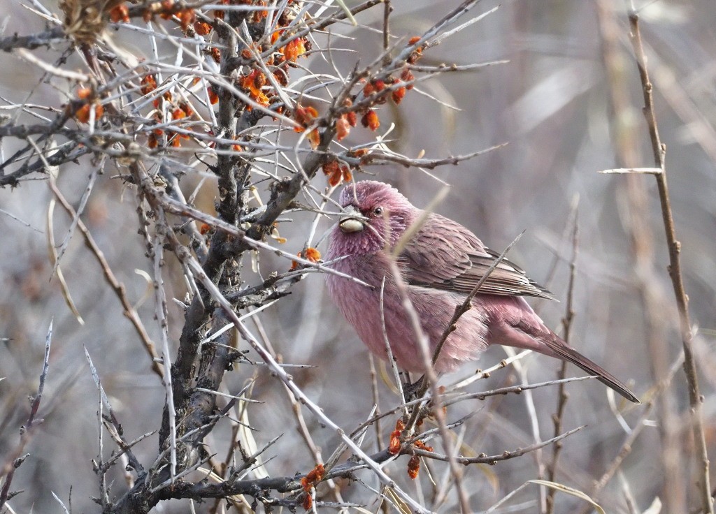 Red-mantled Rosefinch - ML222012231