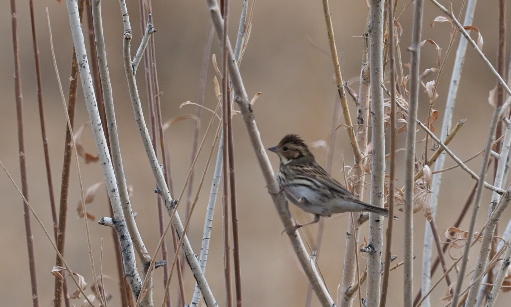 Little Bunting - Silas Olofson