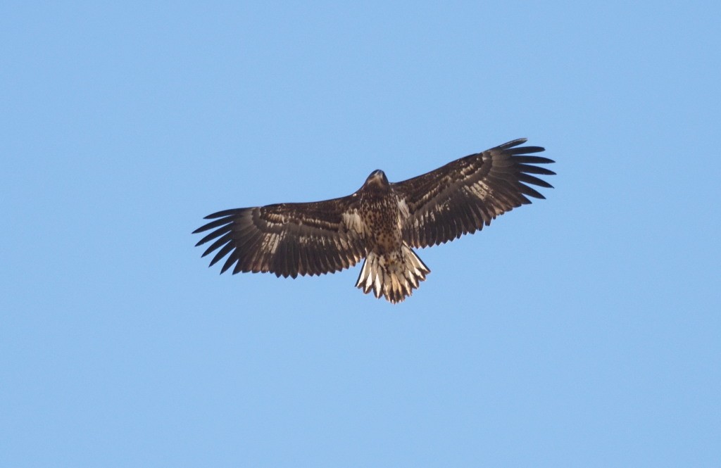 White-tailed Eagle - ML222013621