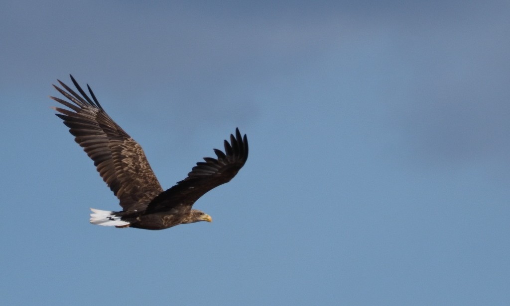 White-tailed Eagle - ML222013641