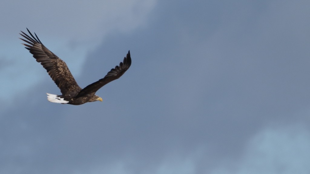 White-tailed Eagle - ML222013681