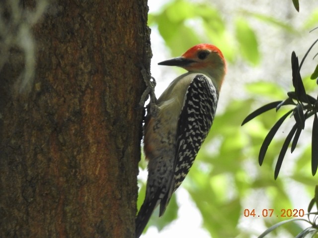 Red-bellied Woodpecker - ML222014771