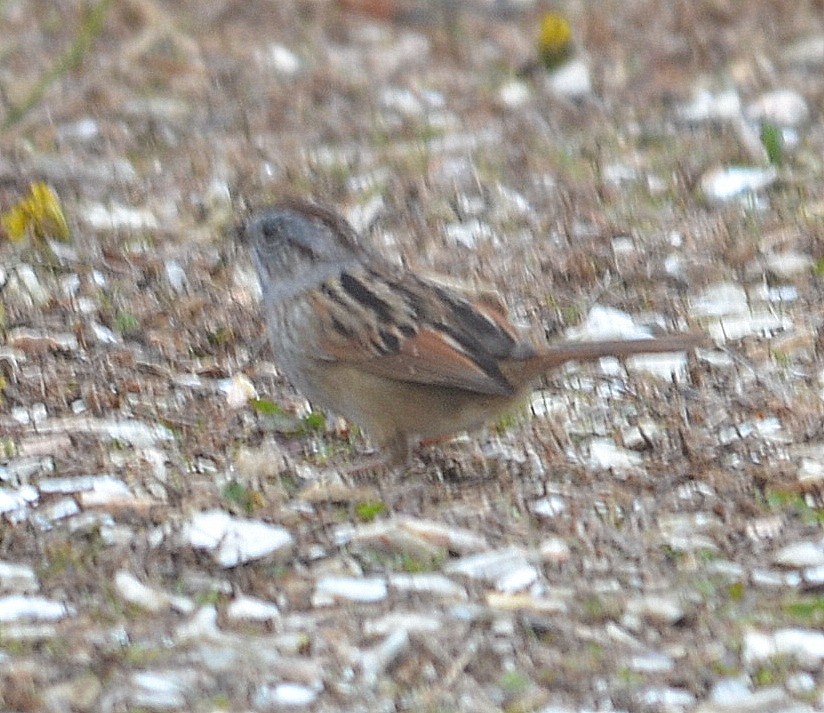 Swamp Sparrow - ML222014971
