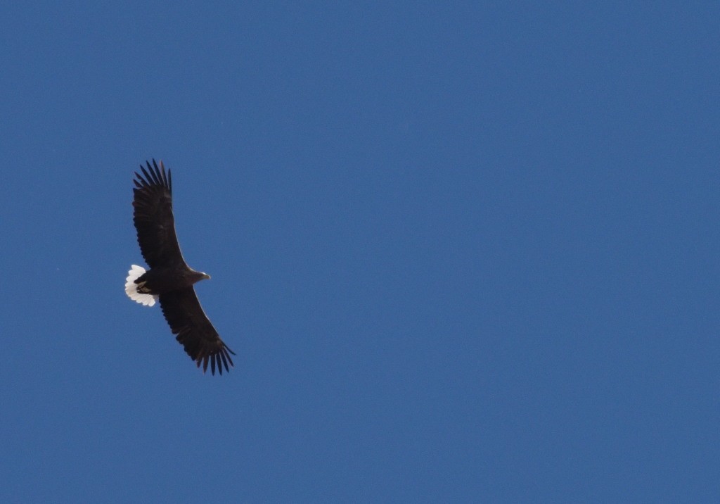 White-tailed Eagle - ML222017991