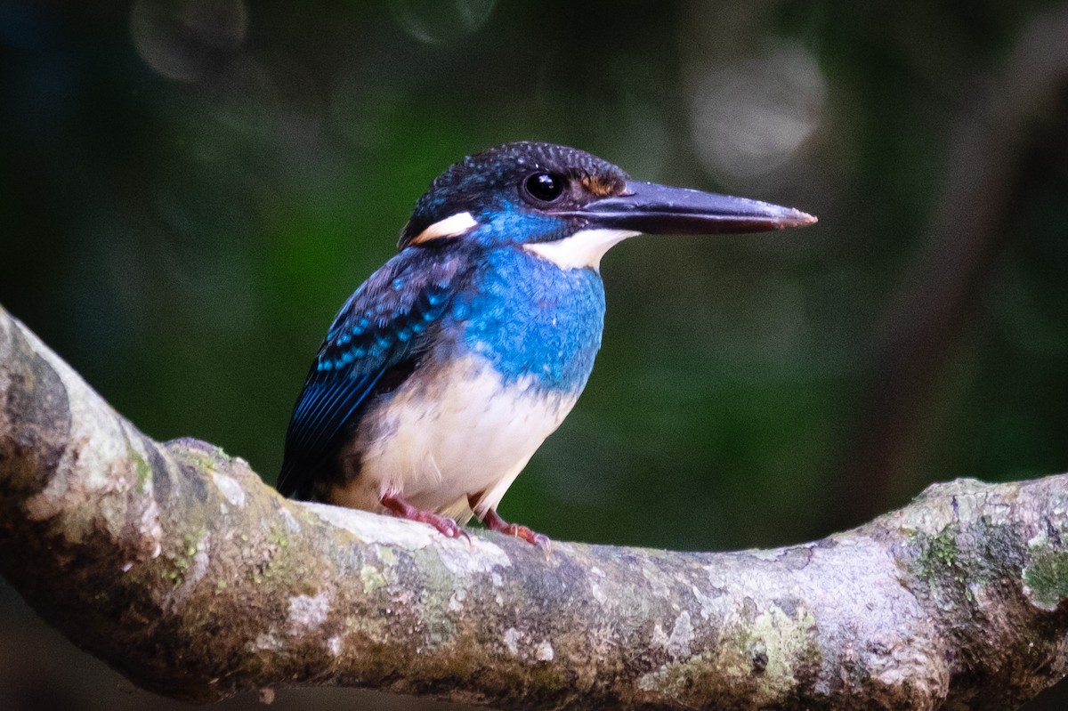 Malaysian Blue-banded Kingfisher - ML222018671