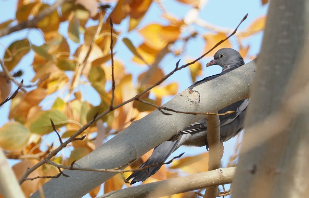 Common Wood-Pigeon - ML222020231