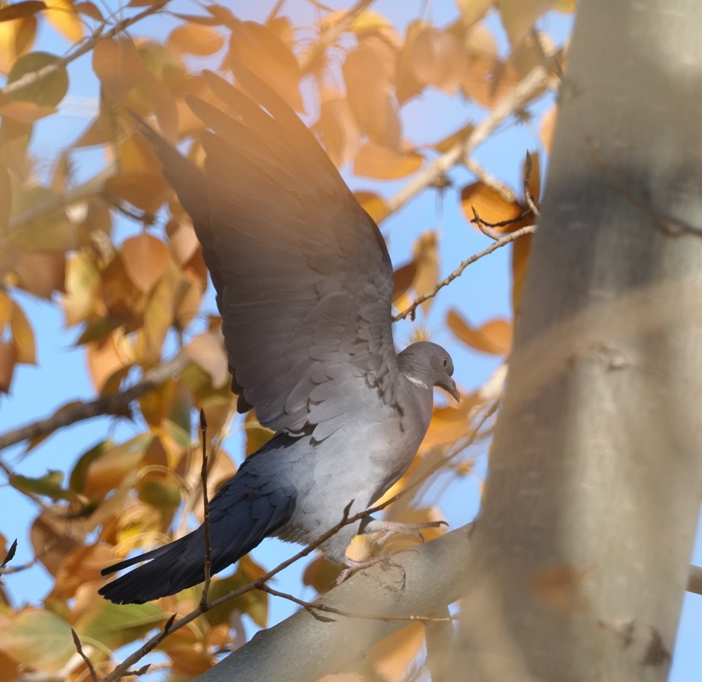 Common Wood-Pigeon - ML222020241