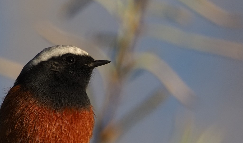 White-winged Redstart - Silas Olofson