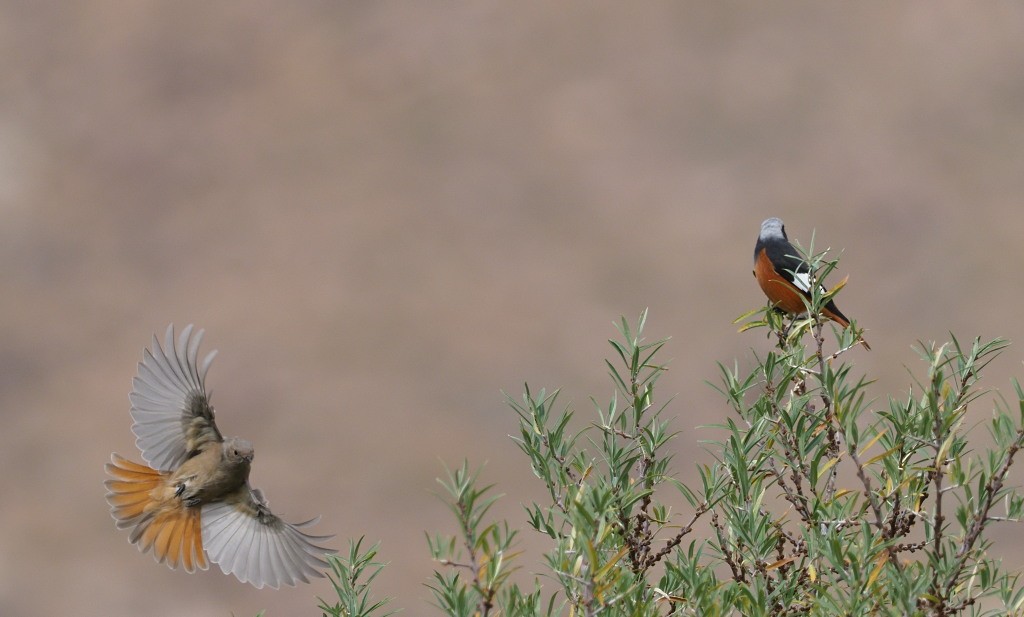 White-winged Redstart - Silas Olofson