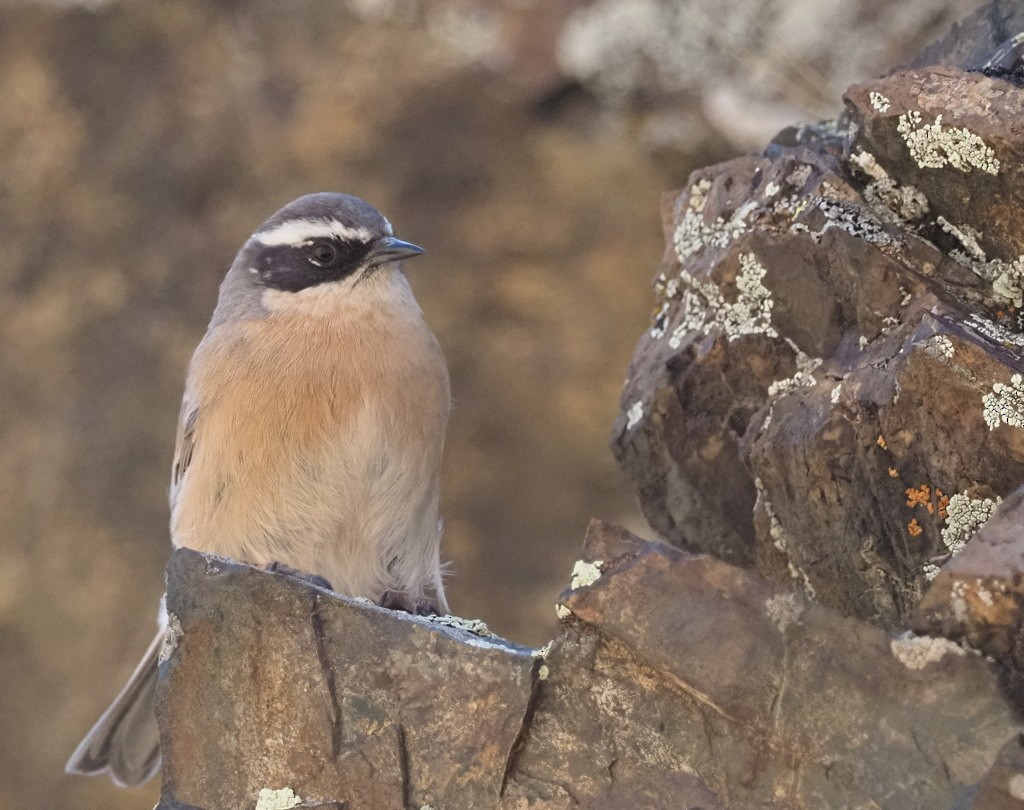 Brown Accentor - ML222020511