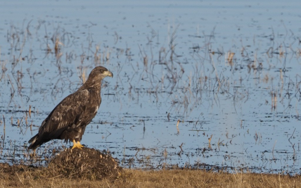 White-tailed Eagle - Silas Olofson