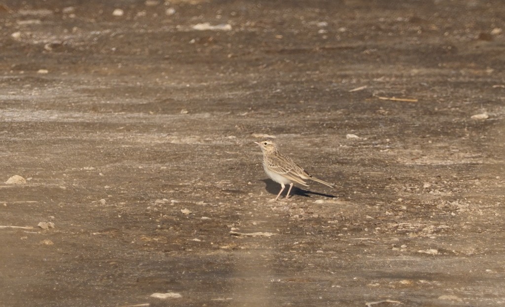 Tawny Pipit - Silas Olofson