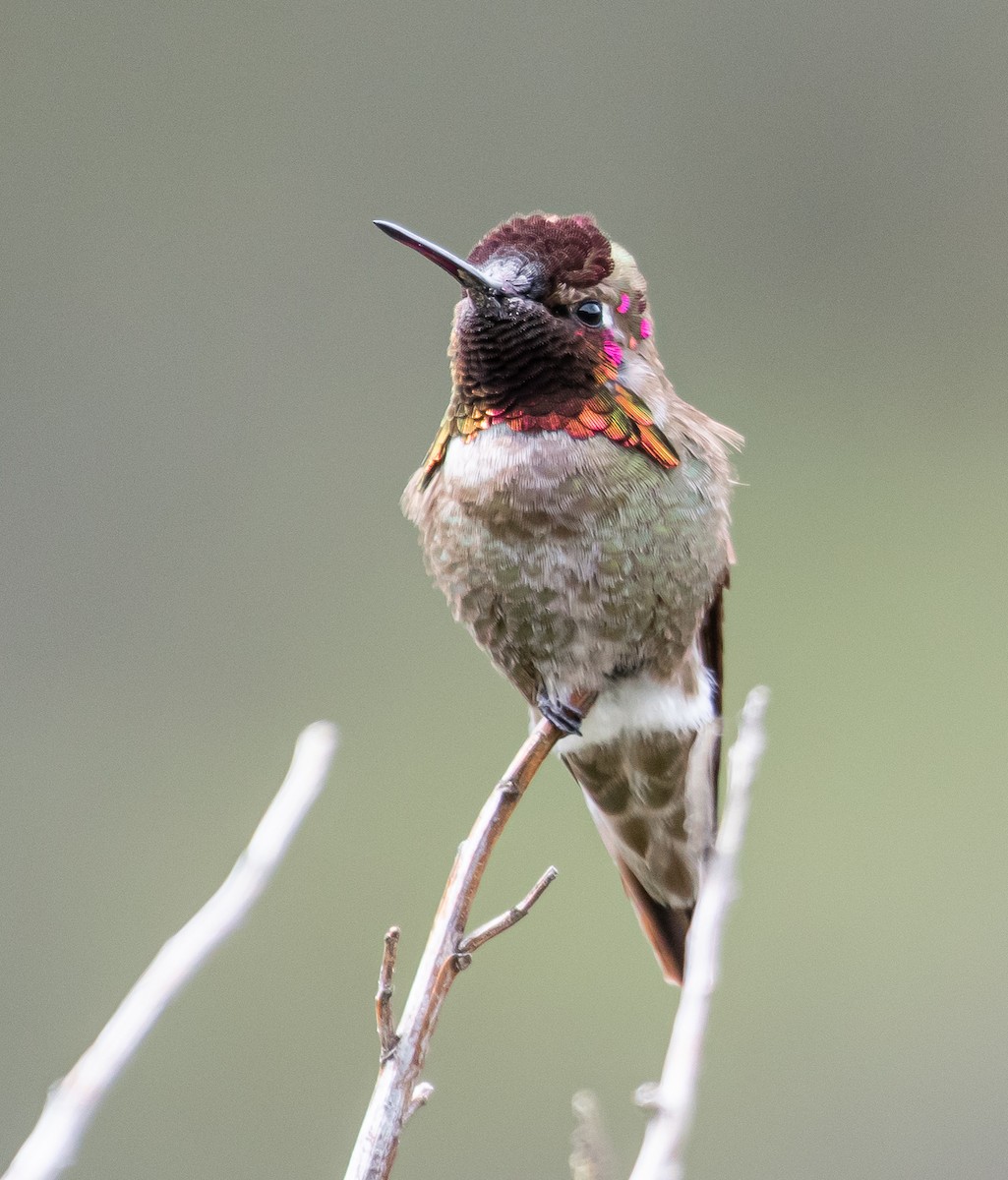 Anna's Hummingbird - ML222022771