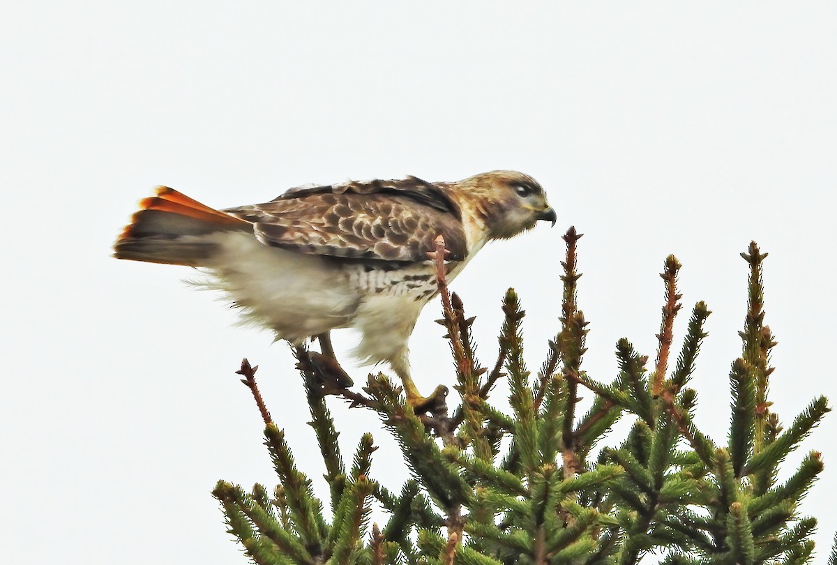 Red-tailed Hawk - Arthur Rainville