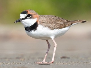  - Collared Plover