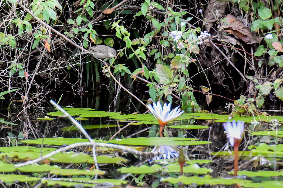 Madagascar Swamp Warbler - ML222030221