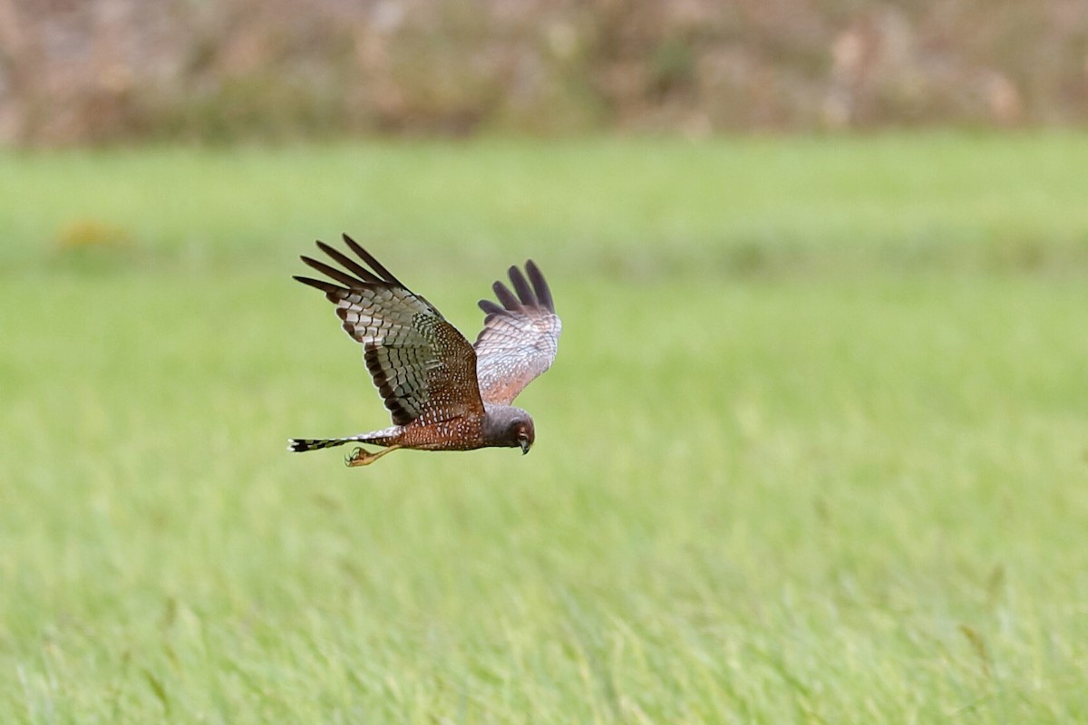 Spotted Harrier - ML222032971