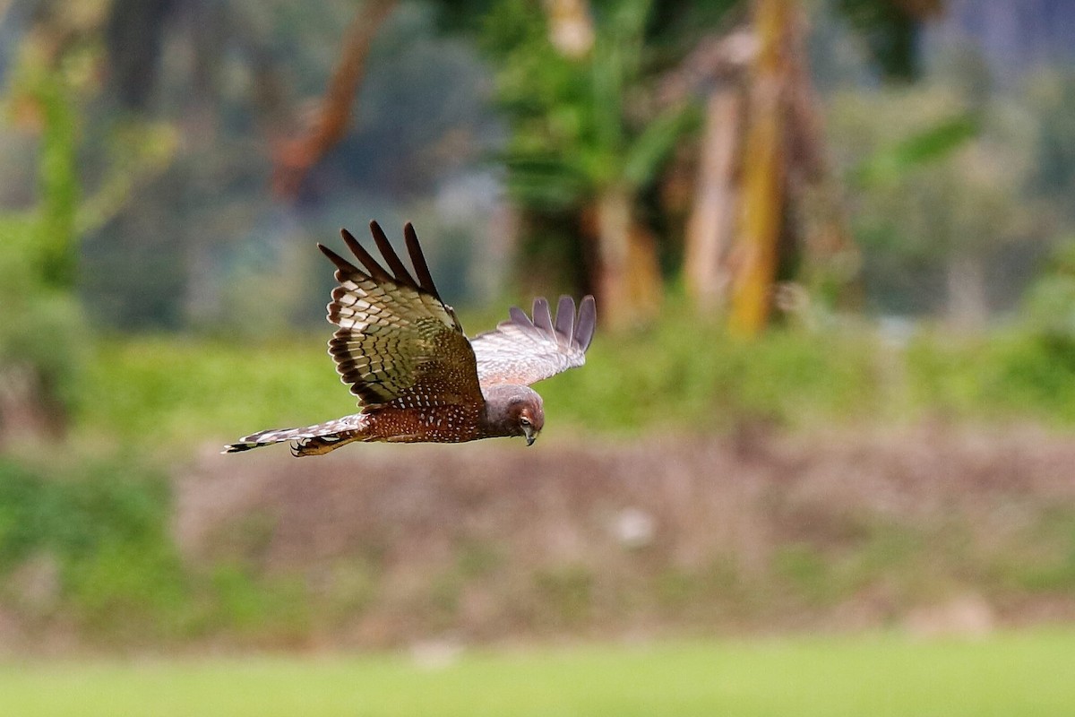 Spotted Harrier - ML222032991