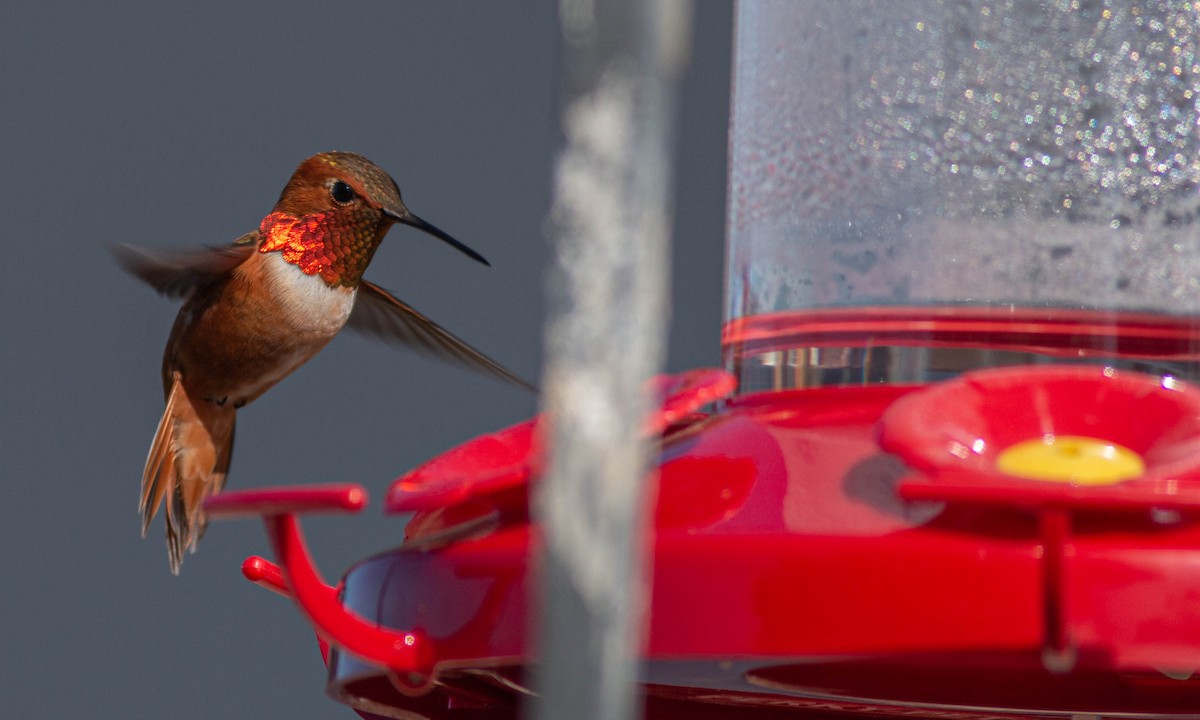Rufous Hummingbird - ML222033471