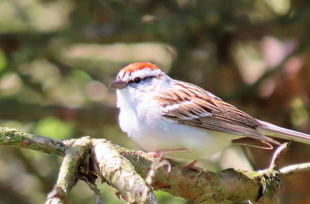 Chipping Sparrow - ML222036681