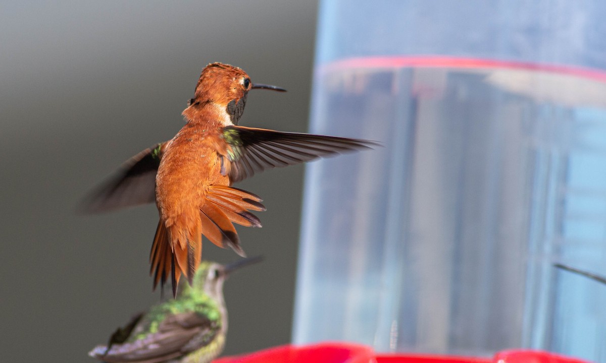 Rufous Hummingbird - ML222038951