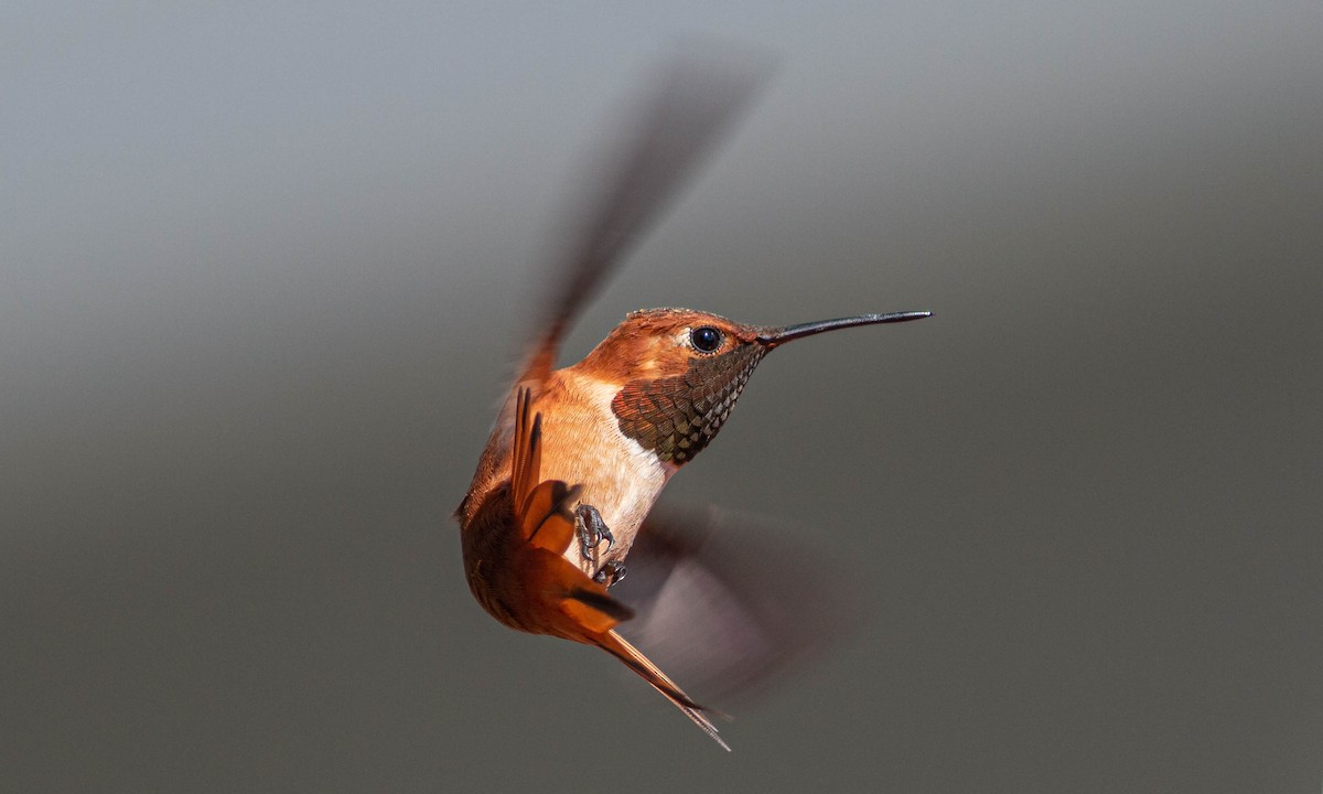 Rufous Hummingbird - Paul Fenwick